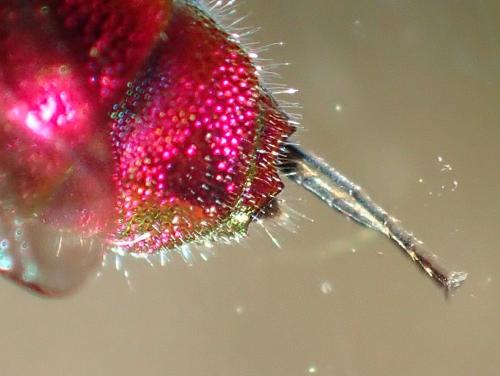 Réf. 253 476 : Chrysis terminata